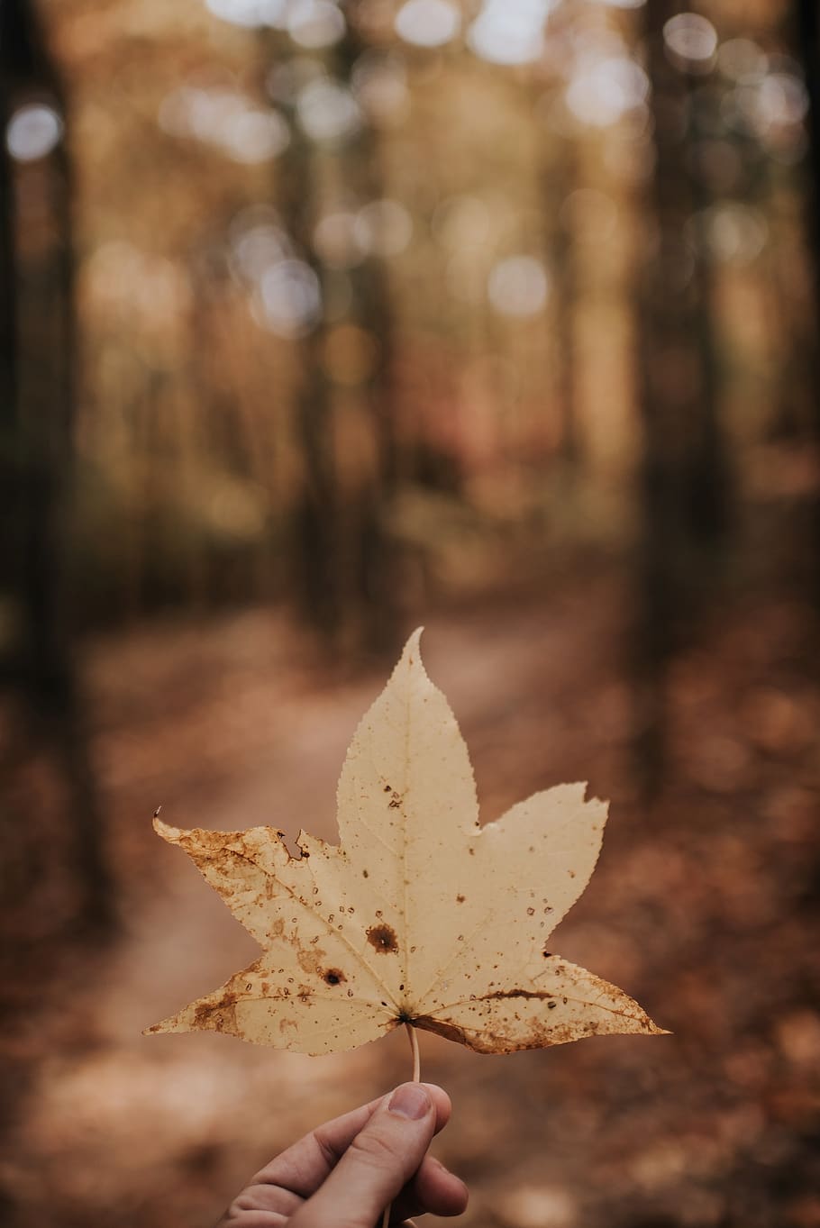 leaf, fall, autumn, hand, bokeh, human hand, human body part, one person, change, focus on foreground