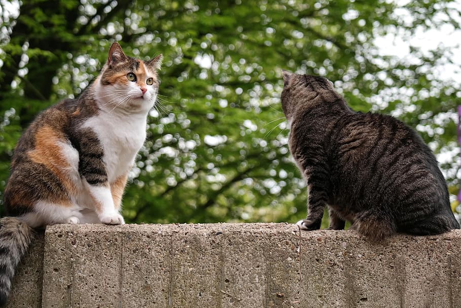 Gato doméstico, British Shorthair, gato, gato británico de pelo corto, pared, sentarse, mirar, un animal, temas de animales, animales