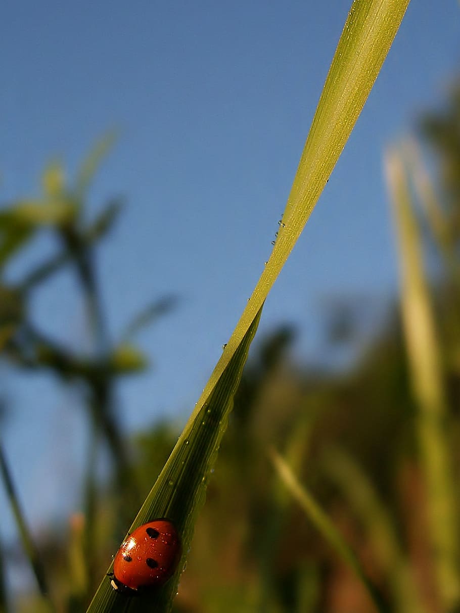 insect, ladybug, red, grass, blade of grass, sky, meadow, blue, shelter, morning