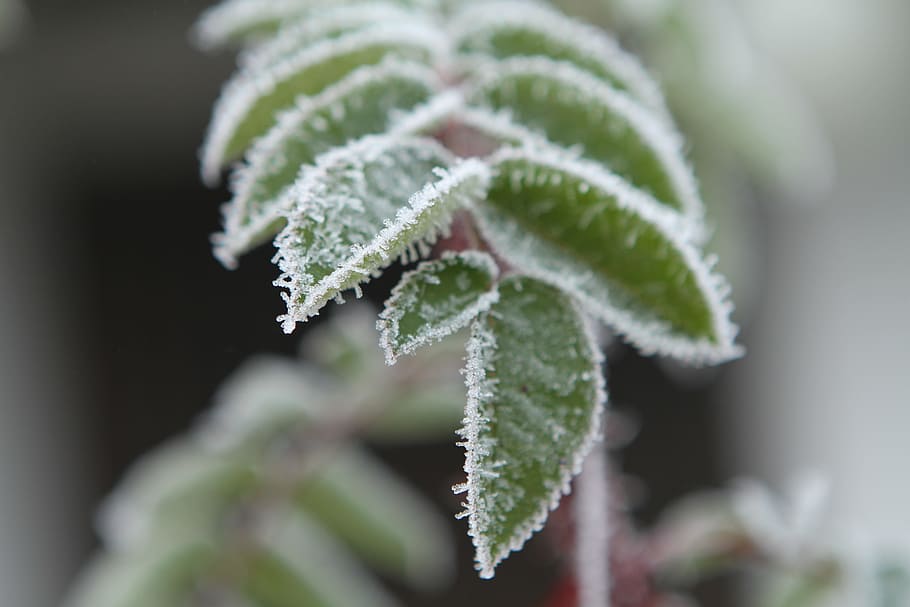 Frost, Leaves, Frozen, Autumn, Hoarfrost, frozen, autumn, close-up, winter, green color, cold temperature