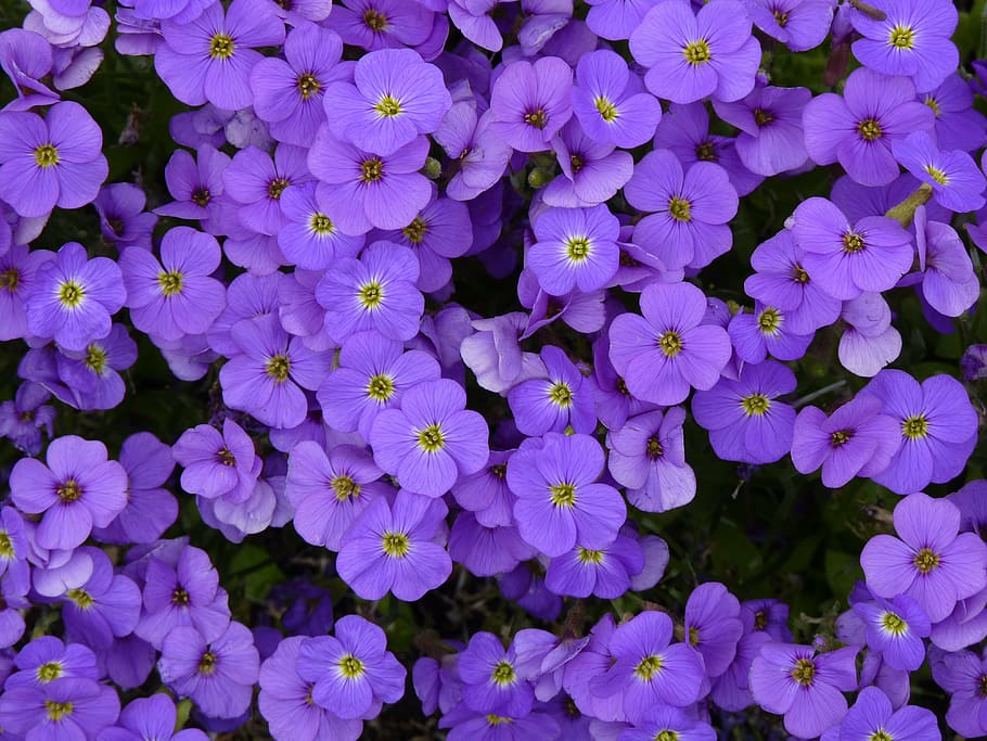 flor, azul, naturaleza, floración, planta, fondo, violeta, flor morada, primavera, fondos