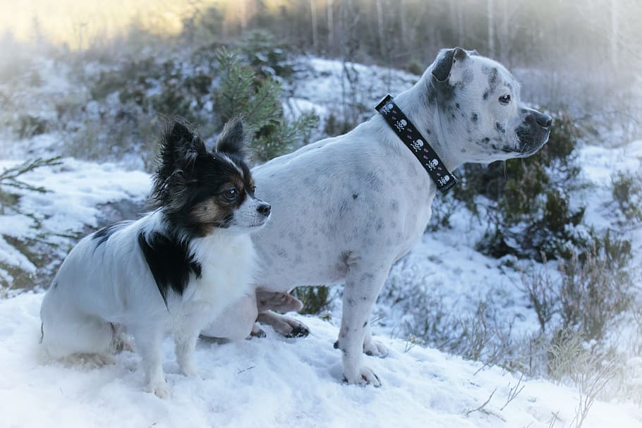 perros, chihuahua, inglés staffordshire, invierno, perfil, hermoso, blanco, canino, doméstico, mascotas