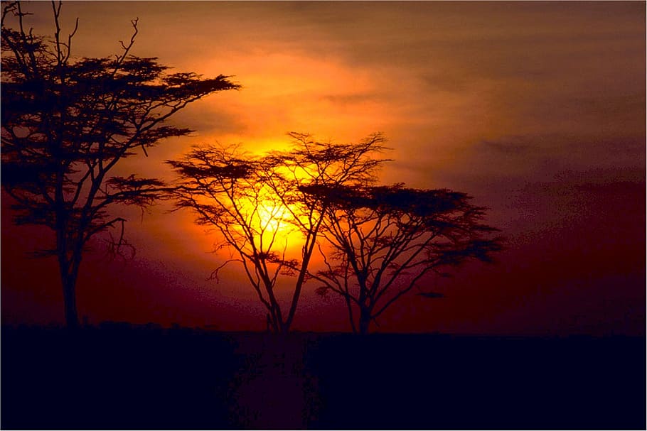 savannah, sunset, africa, landscape, sky, trees, orange, dusk, scenic, sundown