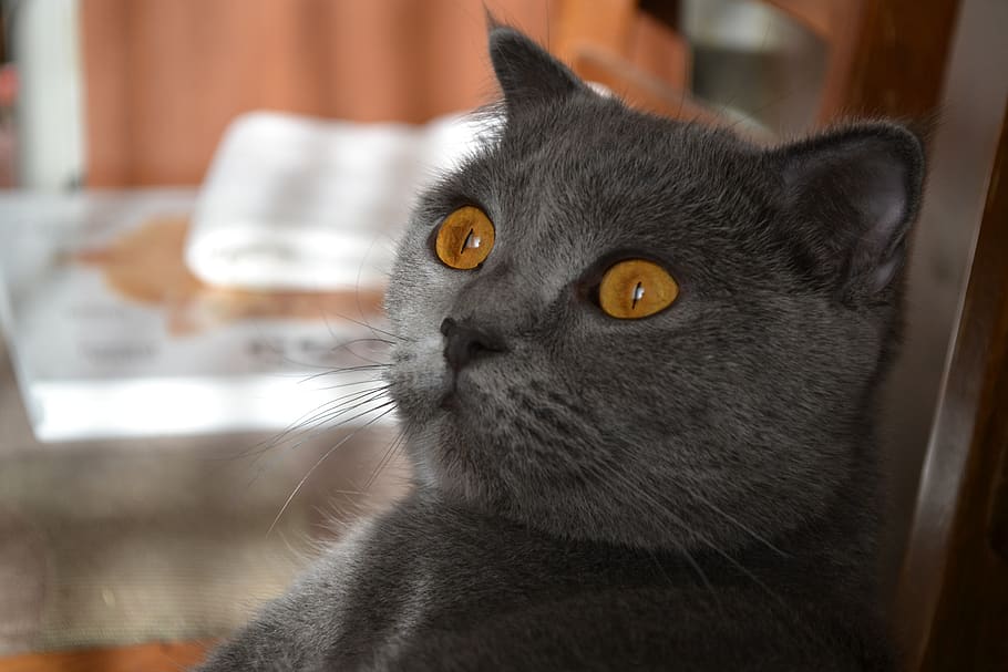 gato, ojos anaranjados, gato gris, mascota, lindo, pelaje, felino, cabeza, peludo, amarillo