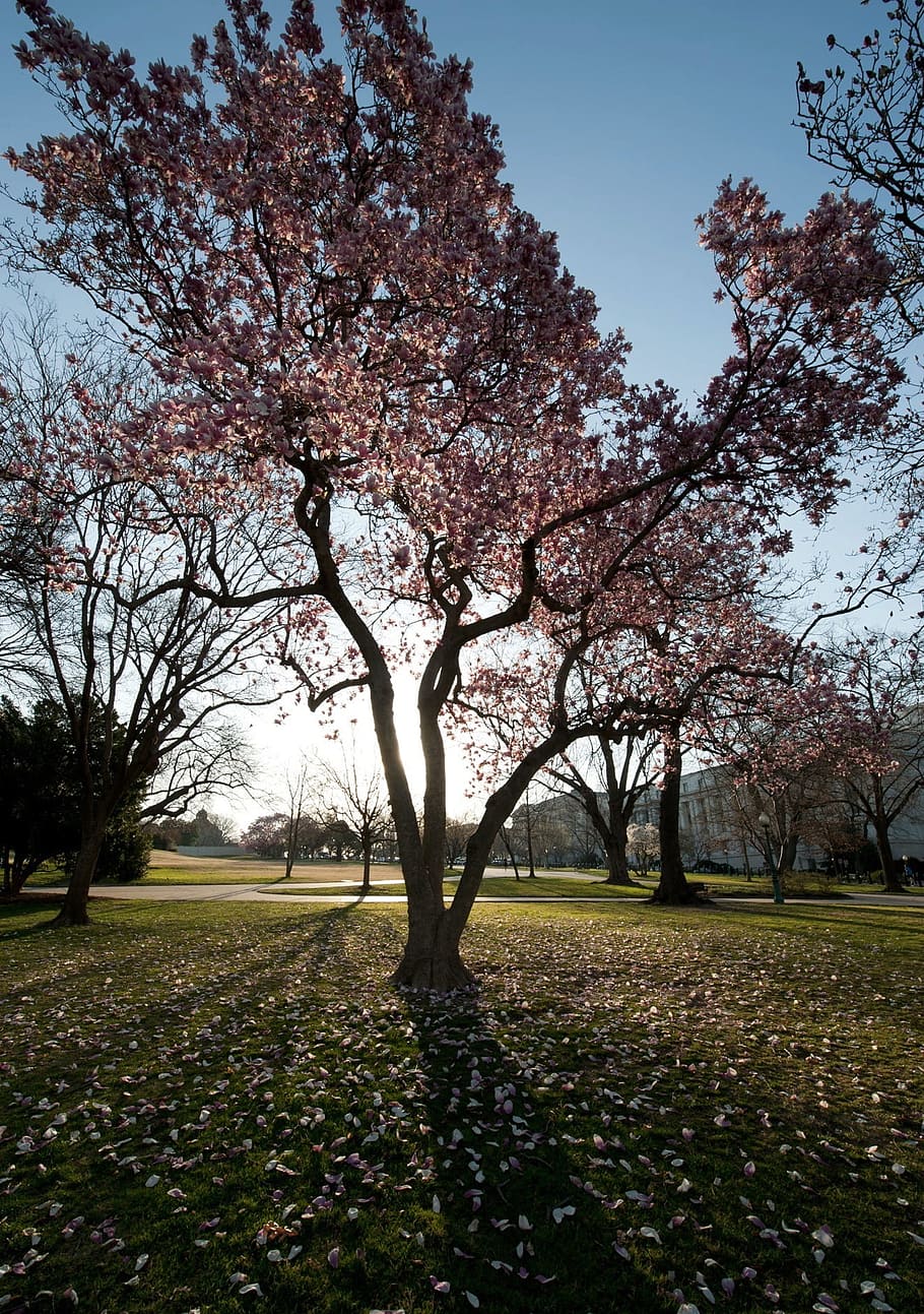 washington dc, trees, magnolias, sky, clouds, grass, grounds, beautiful, blooming, spring