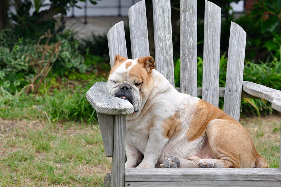 sleeping, short-coated, white, brown, dog, wooden, adirondack chair, resting, rest, canine