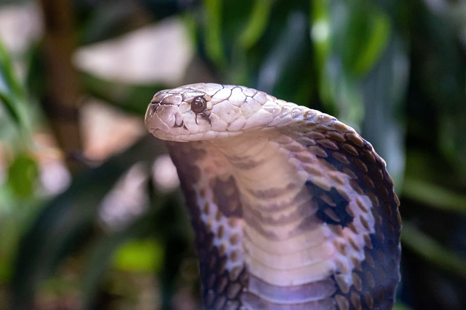 serpiente, cobra, gafas cobra, reptil, animal, mundo animal, serpiente peligrosa, tóxica, exótica, venenosa