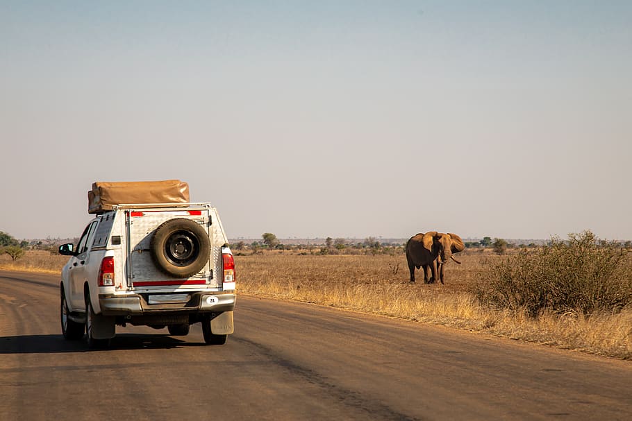 safari, jeep tour, national park, africa, nature, wilderness, namibia, elephant, animal world, animals