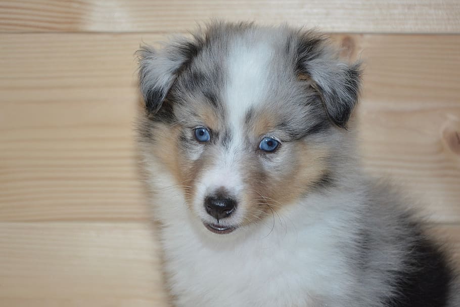 Royalty-free shetland sheepdog blue eyes photos free download | Pxfuel