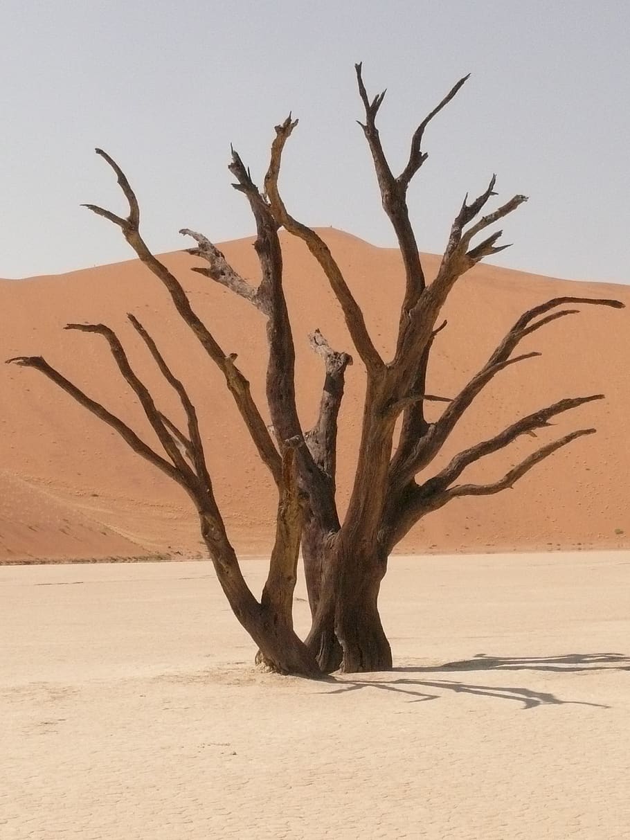 deadvlei, sahara, dead vlei, namibia, drought, sand, dune, climate, arid climate, sand dune