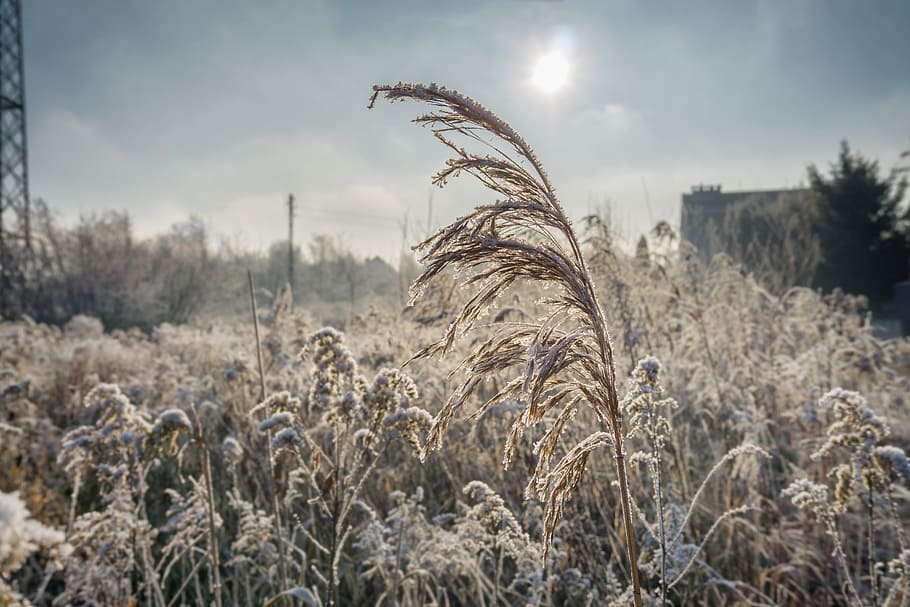 winter, frost, the ecclesia, frozen, nature, sunrise, ice, hard rime, morning, ice crystals