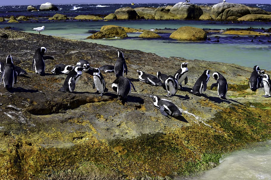 african penguin, boulders beach, nature, water, wildlife, outdoors, animal, wild, animals in the wild, group of animals