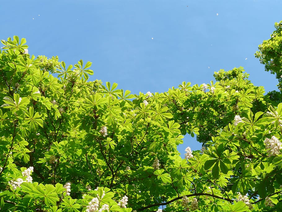Ordinary, Leaves, Foliage, ordinary rosskastanie, aesthetic, branches, green, bright, sun, light
