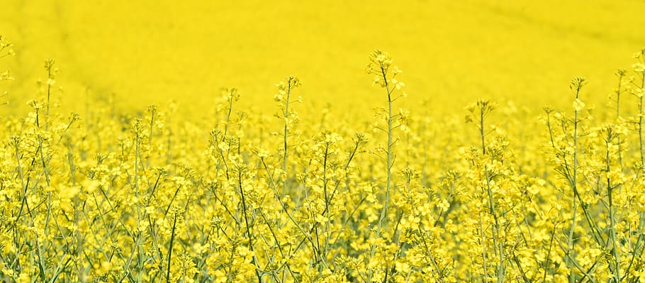 selective, focus photography, yellow, petaled flower, oilseed rape, agriculture, field, rape blossom, field of rapeseeds, spring
