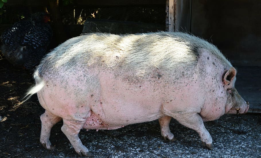 pot bellied pig, pet, massive, slow, pig, animal, livestock, animal themes, piglet, one animal