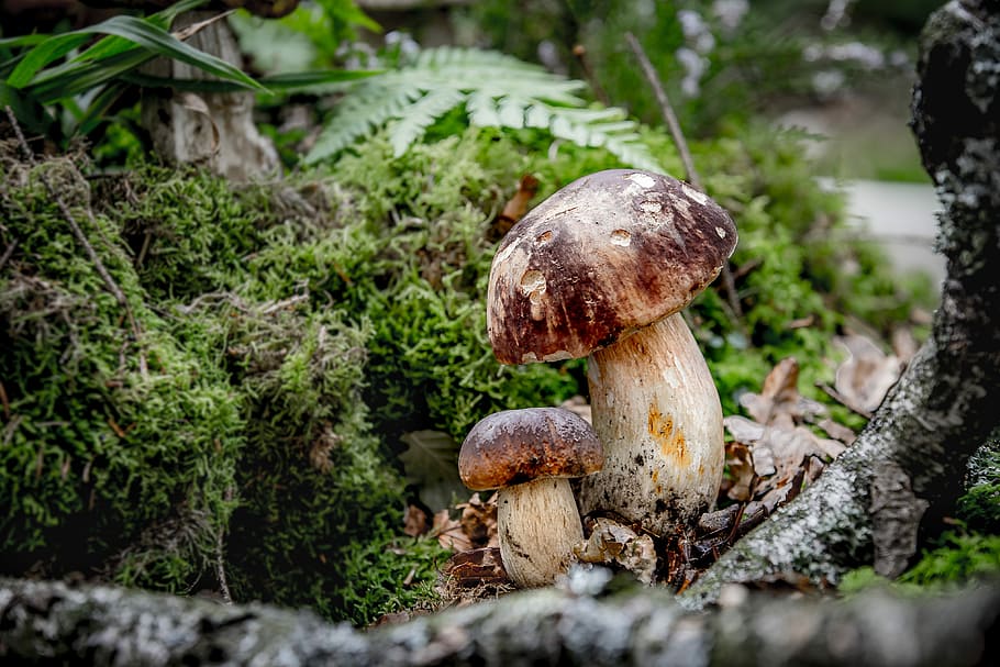 mushroom, cep, moss, noble rot, boletus edulis, mushroom picking, pine mushroom, edible, rac, nature