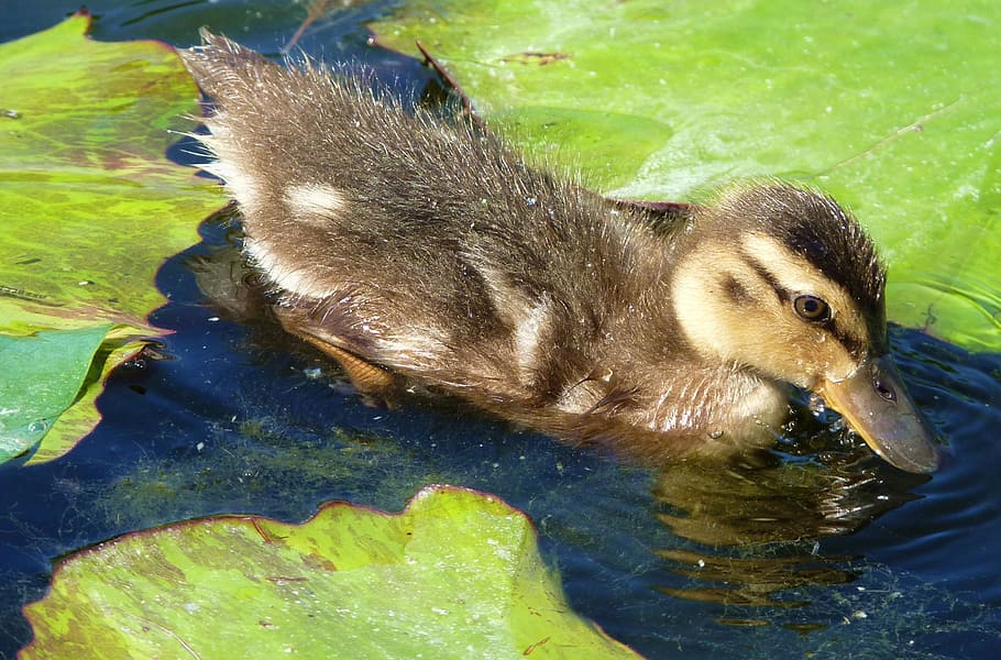 duck, ducky, chicks, water bird, bill, water, nature, creature, animal, waterfowl