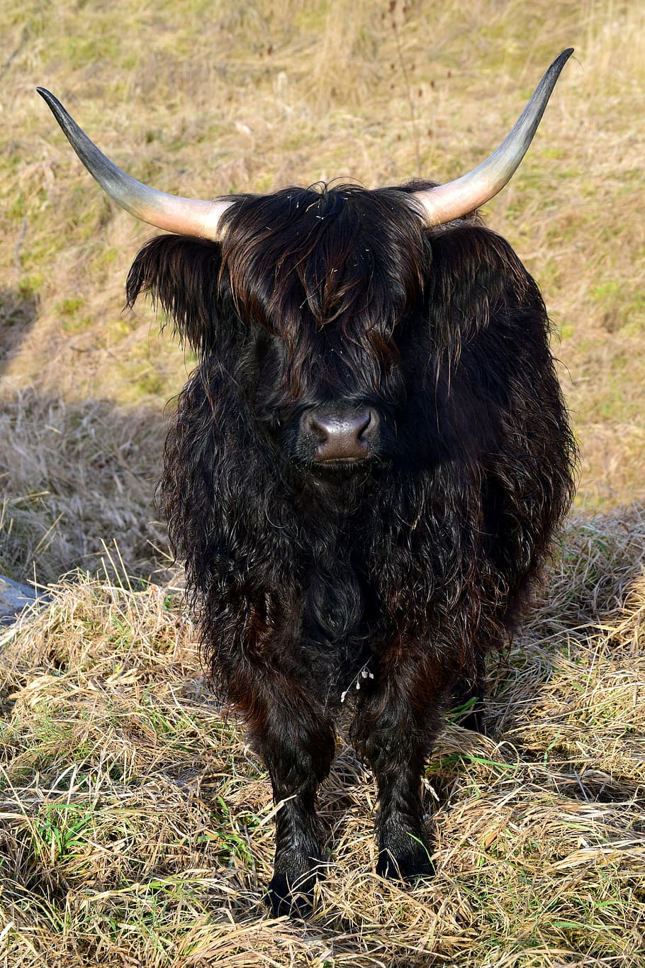 highland beef, escocés, galloway, cuernos, negro, peludo, salvaje, vaca, carne de res, frontal