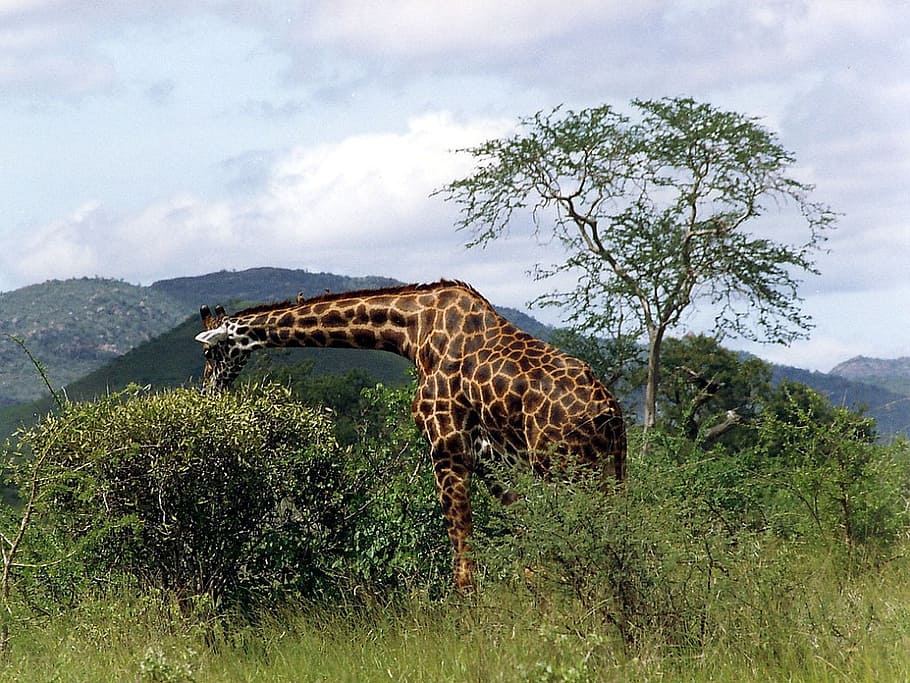 wild animal, mammal, giraffe, reticulated giraffe, grass steppe, savannah, grasses, africa, kenya, equator