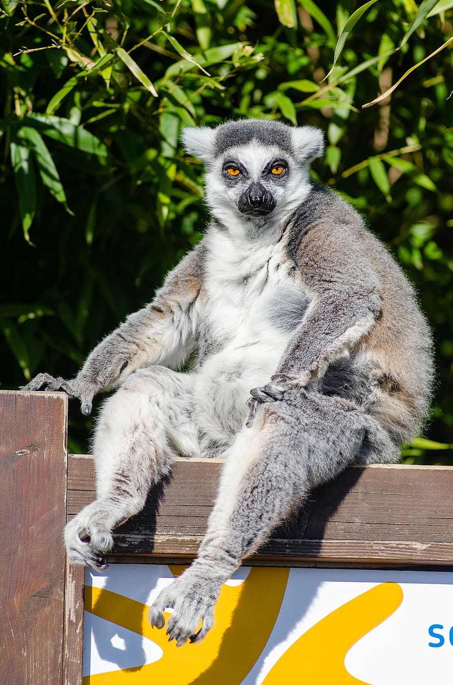 lemur, sitting, wooden, surface, madagascar, primate, monkey, funny, curious, cute