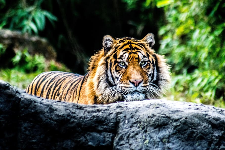 wild, life photography, bengal, tiger, animal, nature, rock, animal wildlife, animals in the wild, animal themes