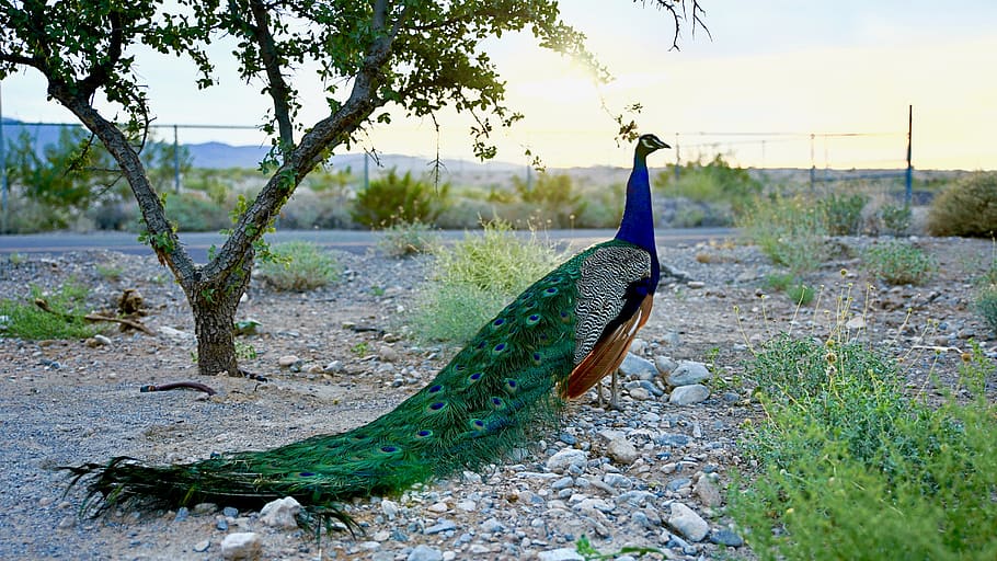 floyd park, peacock, sunset, nature, animal, plant, tree, animal themes, vertebrate, animal wildlife