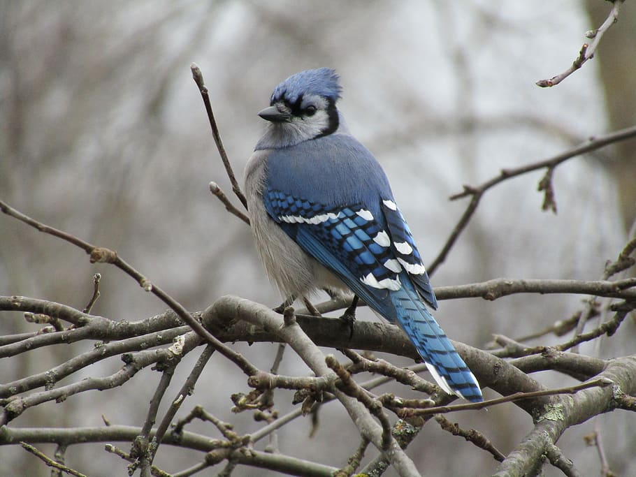 blue, jay perch, branch, tree, bird, blue jay, wildlife, nature, outdoors, animal