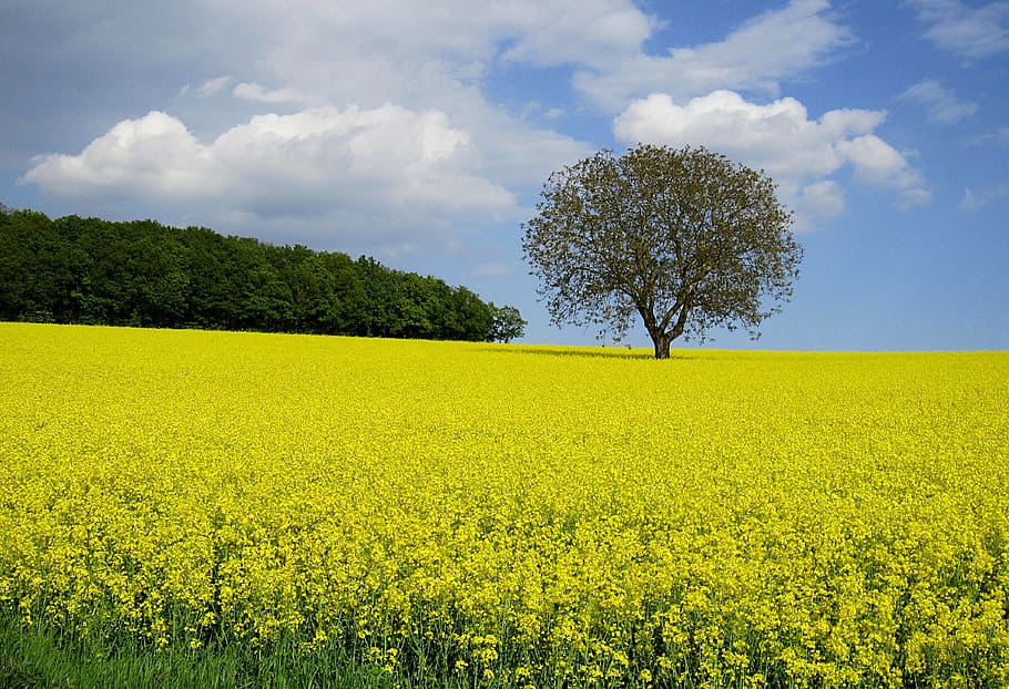 Oilseed Rape, Field, Spring, field of rapeseeds, yellow, nature, summer, rare plant, agriculture, rural scene