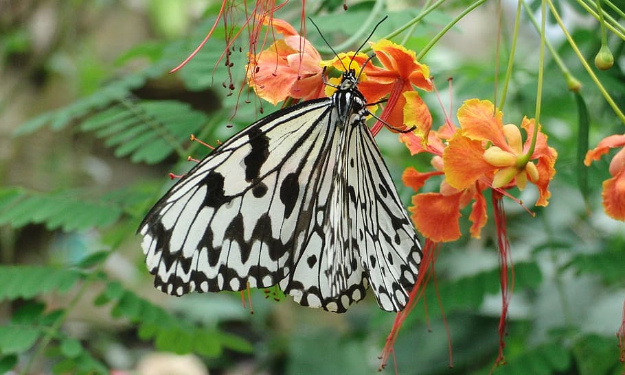 butterfly, black, white, leukonoe, wood nymph, flower, invertebrate, insect, flowering plant, beauty in nature