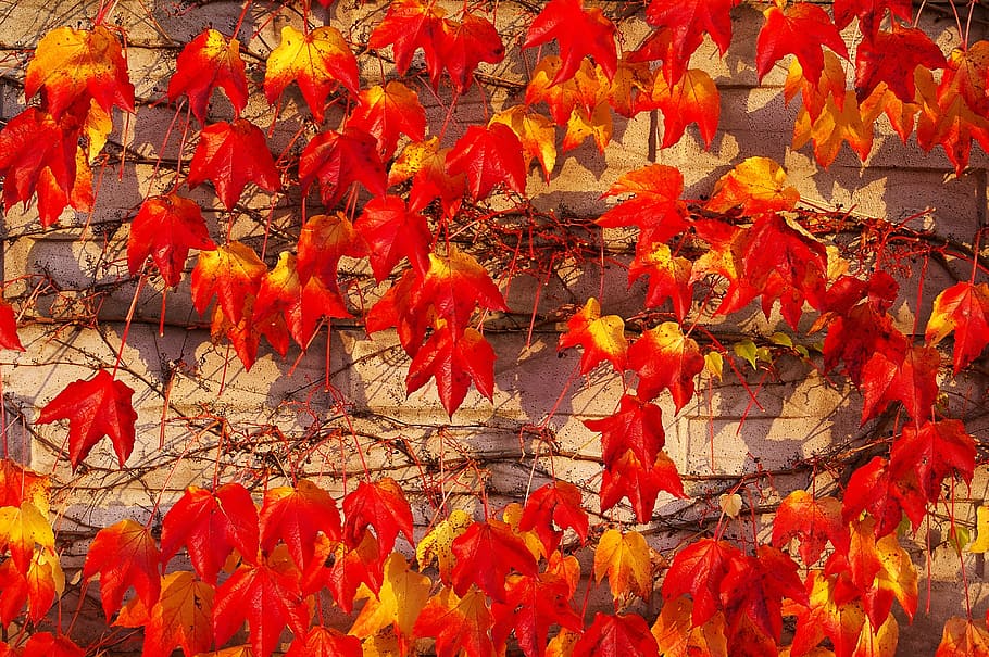 Otoño, follaje de otoño, otoño dorado, hojas, colorido, rojo, naranja, flora, fondo, vid