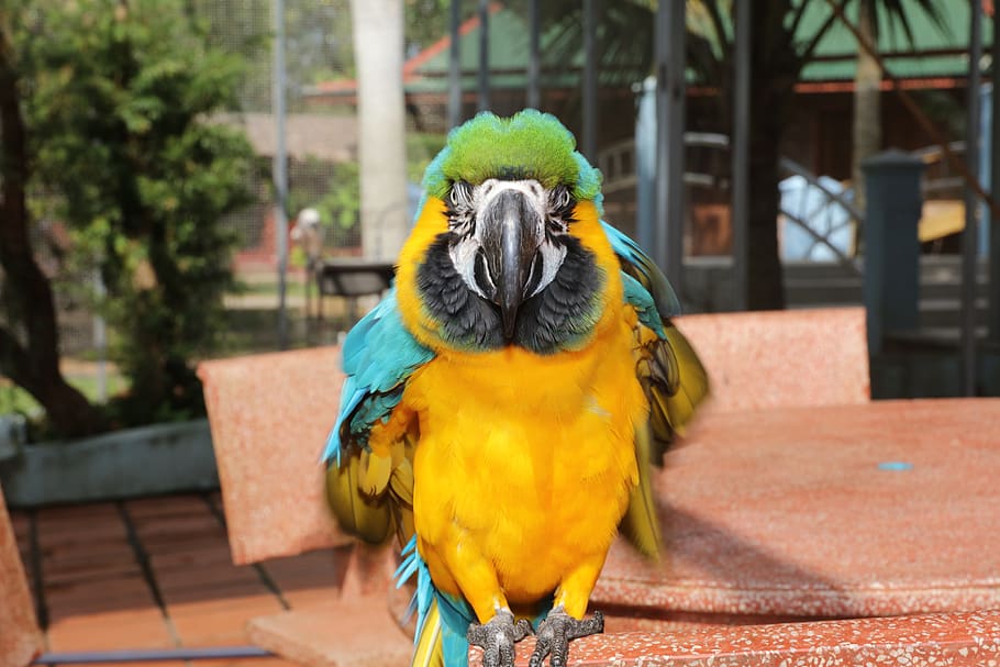 rare parrot, cute parakeet, beautiful macaw, parakeet wallpaper, south american parrot, yellow green parakeet, cute green parakeet, parrot, rare macaws, parakeet cute