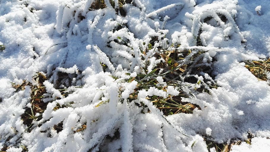 눈, 첫 눈, 겨울, 초원, 복구, 흰색, 추운 온도, 자연, 취재, 일