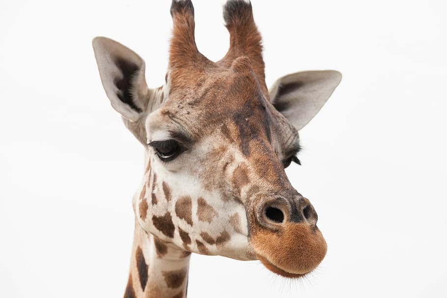 marrom, branco, girafa, África, safari, animal, animais grandes, girafas em execução, herbívoros, mamífero