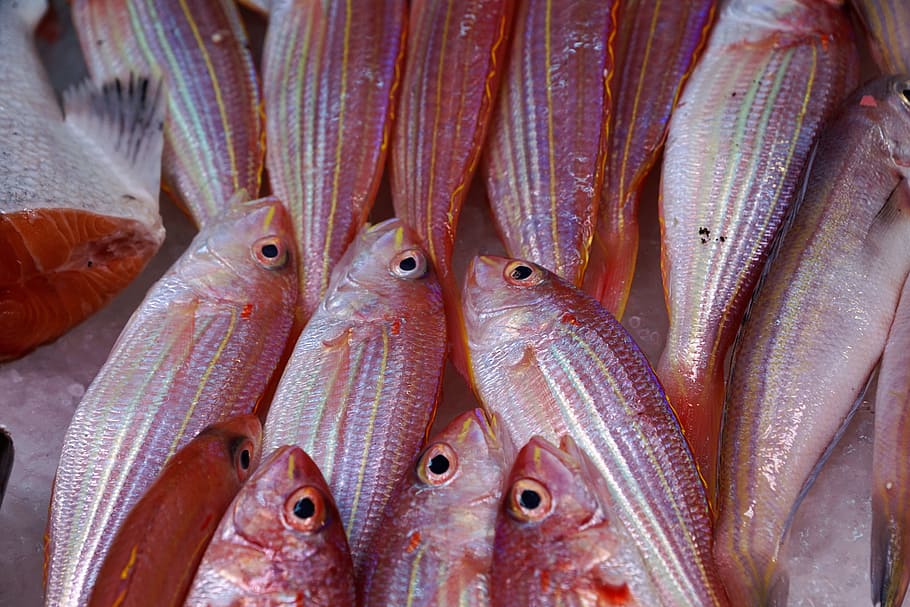 focus photo, red-and-gray fishes, fish, seafood, sea, market, ocean, fish soup, soup, cook