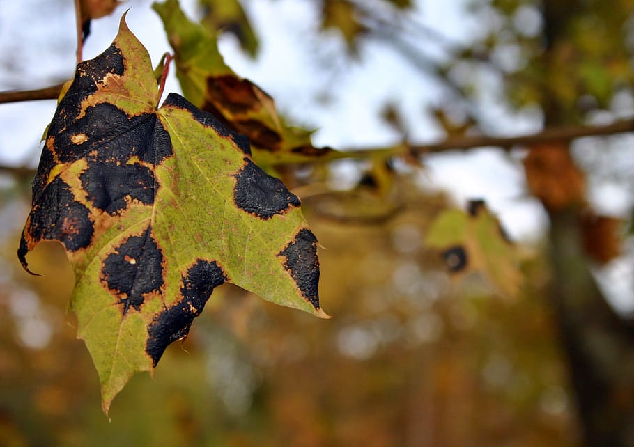 tar stain disease, maple, tree, maple tree, dry, nature, leaf, leaves, maple leaf, autumn