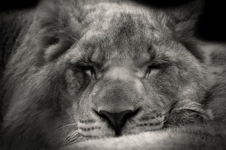 foto en escala de grises, leona, león, durmiendo, dulce, áfrica, safari, al aire libre, fotografía de vida silvestre, vida silvestre