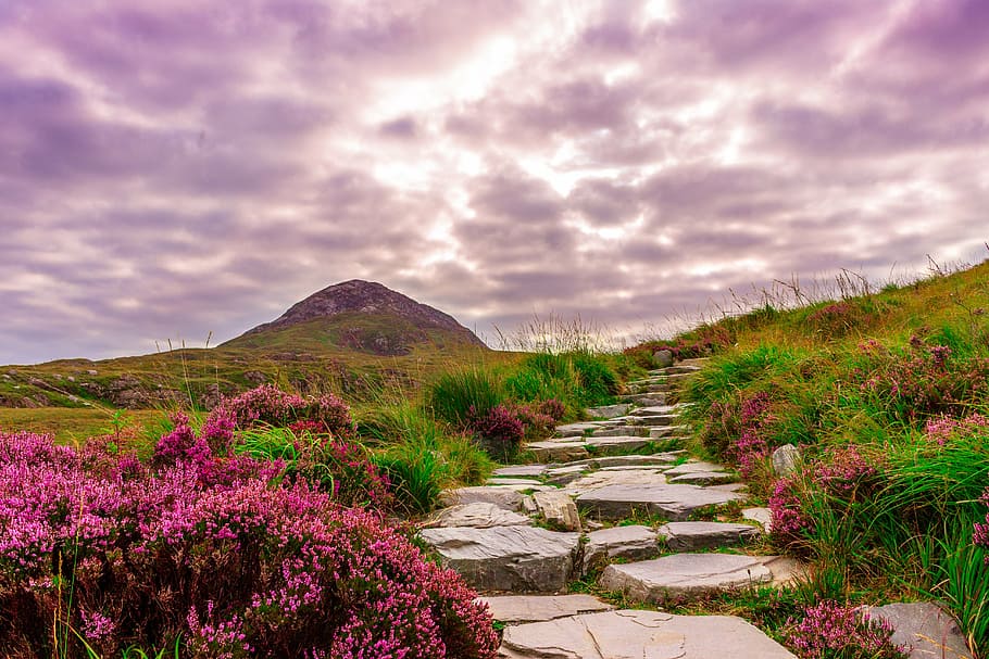 Púrpura, flores, verde, pastos, Irlanda, parque nacional, senderismo, lejos, steinweg, piedras