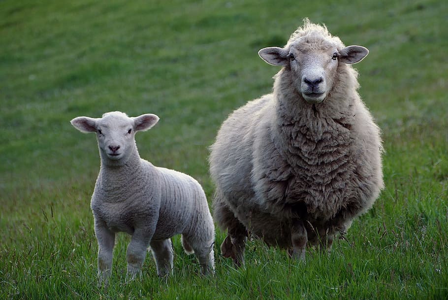 two, white, sheep, green, grass, agriculture, farm, livestock, lamb, wool