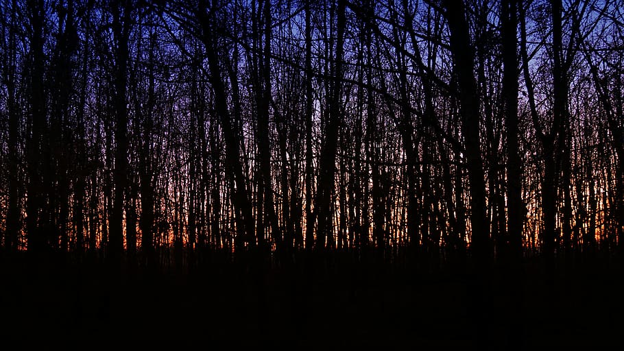 oscuro, bosque, atardecer, resplandor, inquietante, extraño, árbol, planta, silueta, tranquilidad
