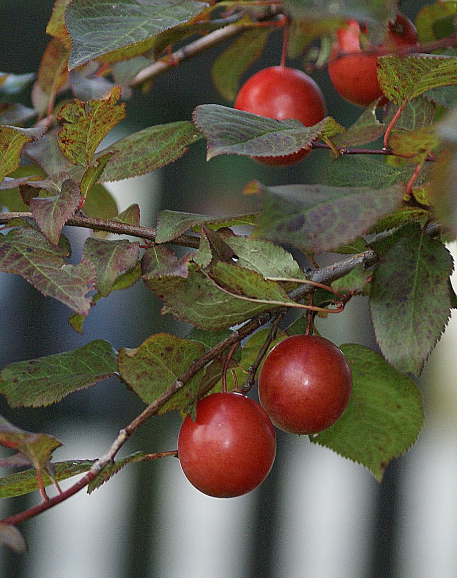 plum, fruit, mature, plum branch, allowing for plum, name, santa rosa, christmas rose, fresh, lean