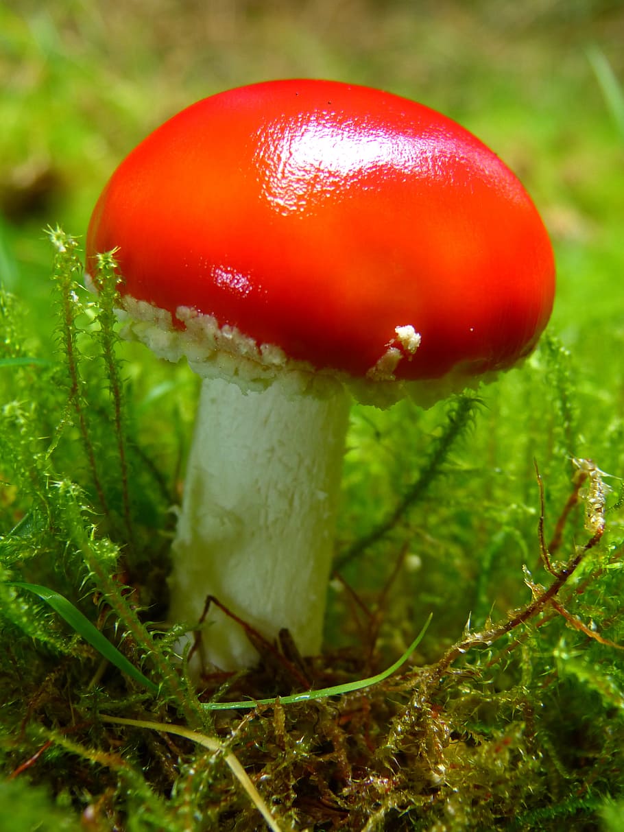 red, white, mushroom, green, grass, fly agaric, red fly agaric mushroom, forest, nature, autumn