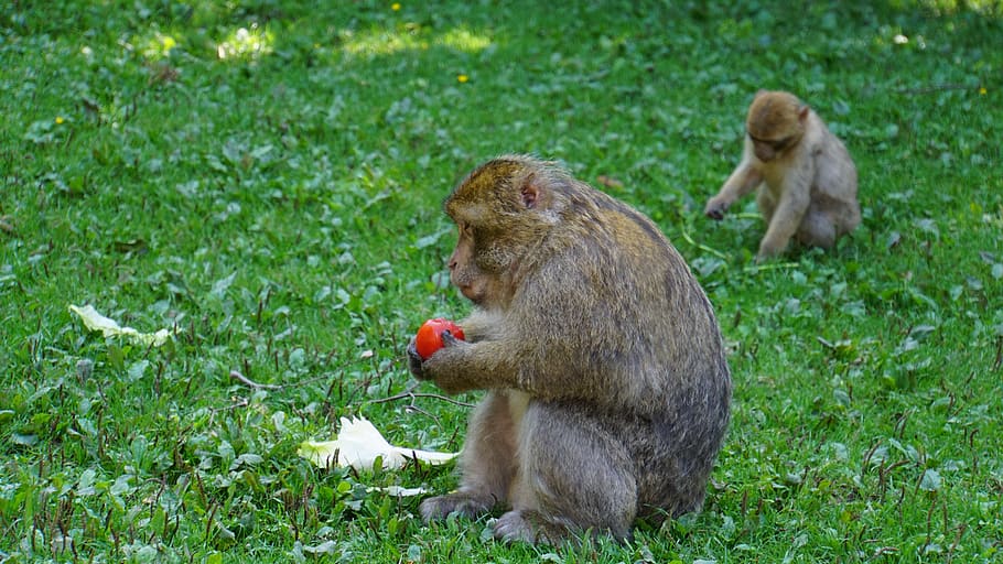 berber monkeys, ape, tomato, salad, green, animal, fur, sweet, cute, young animal