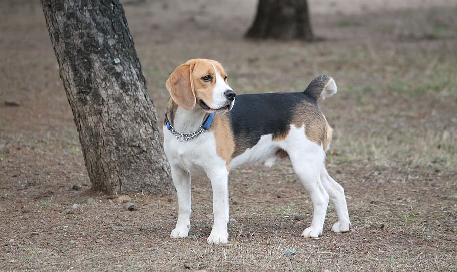 perro, beagle, mediano, tostado, negro, blanco, mascota, animal del parque, raza pura, sabueso