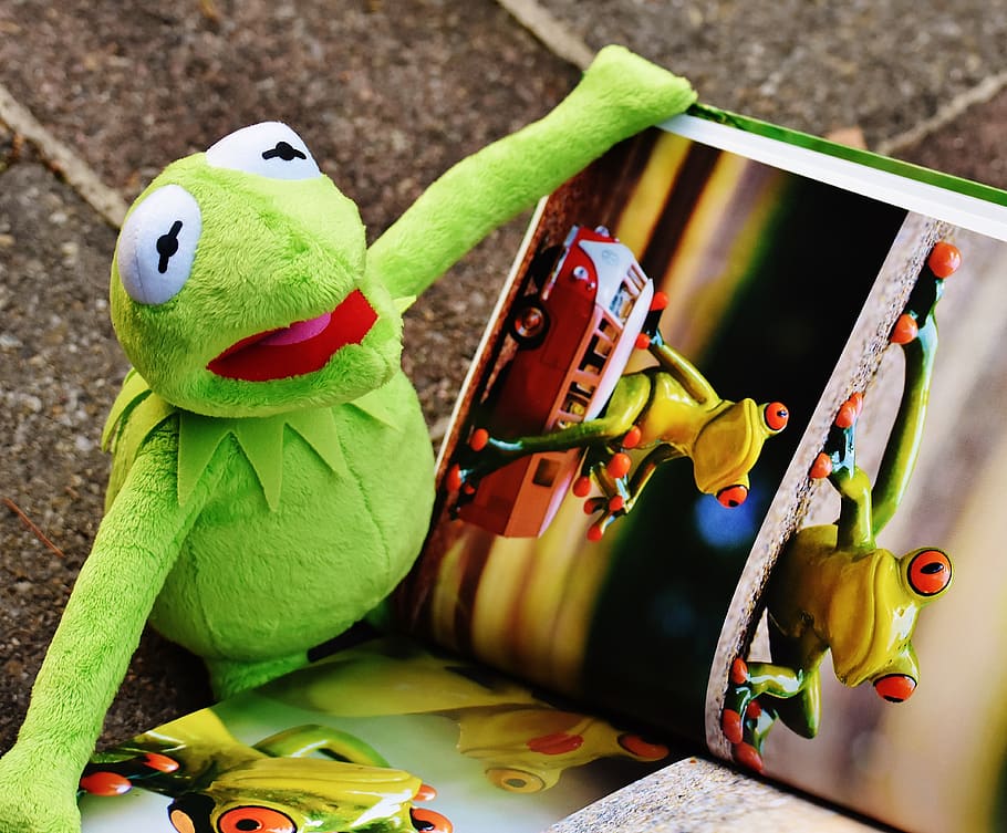 kermit, book, picture book, to watch, frog, sit, figure, funny, frogs, animal
