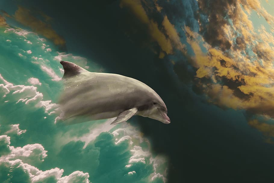 pintura, delfín, nubes, mamíferos marinos, salto, imagen de fantasía, fantasía, alegría, dom, descanso