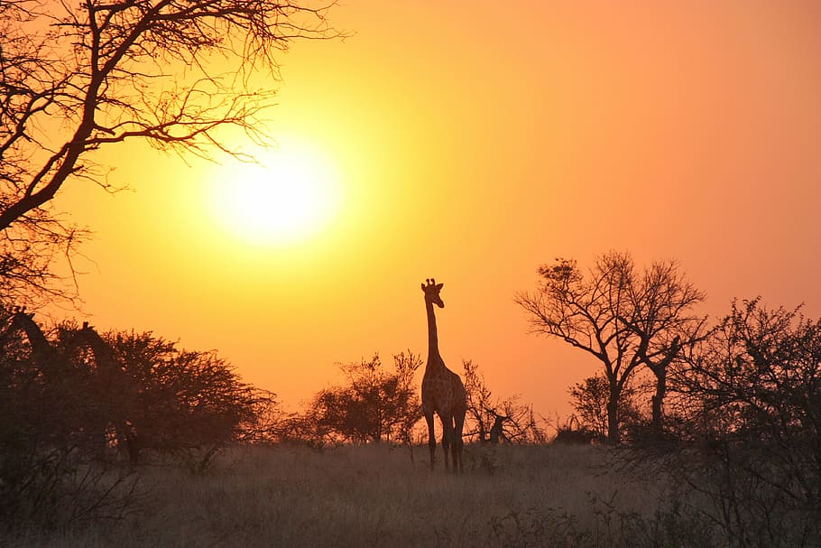 bayangan hitam, jerapah, matahari terbenam, afrika, safari, margasatwa, liar, hewan, mamalia, cadangan
