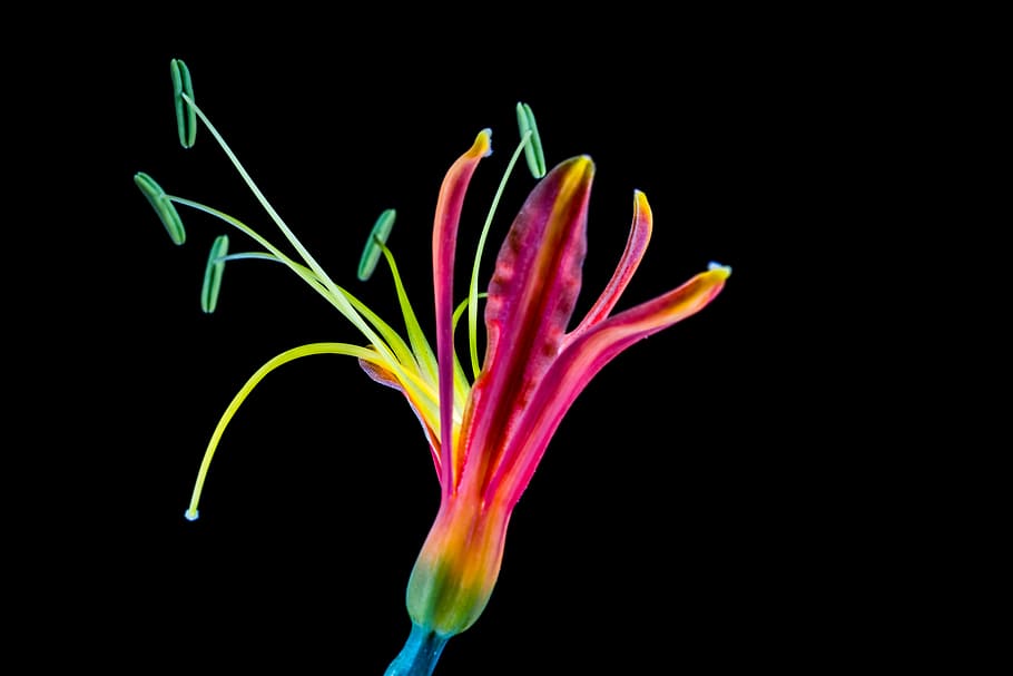 Flower, Blossom, Bloom, Colorful, cool colors, fluorescent, black background, multi colored, green color, pink color