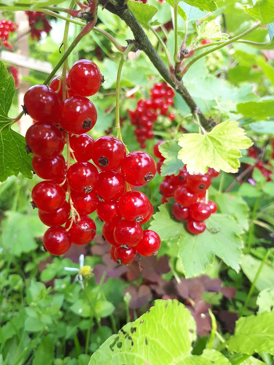 latvia, currant, red, nature, organic, food, fruit, summer, food and drink, healthy eating