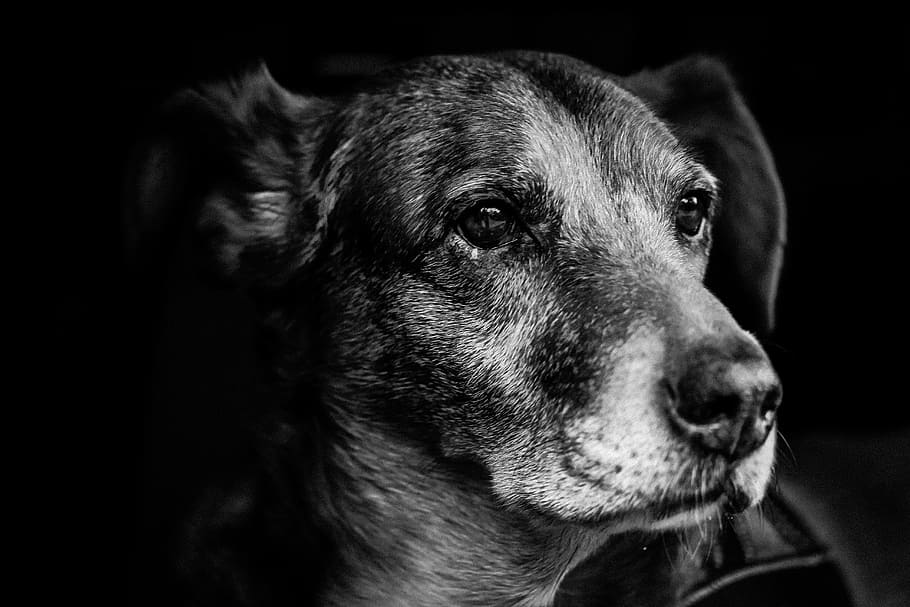 greyscale photo, short-coated puppy close-up photo, dog, portrait, snout, fur, nose, bart, s w, hybrid