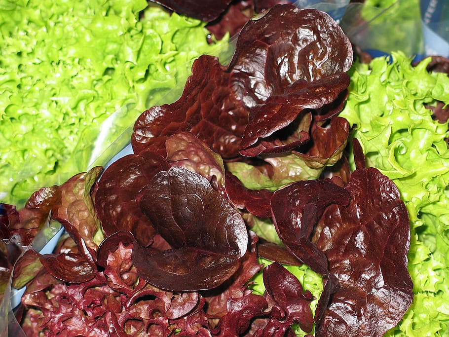 Salad, Lettuce, Leaves, Garden, Eat, lettuce leaves, frisch, lamb's lettuce, green, vegetables